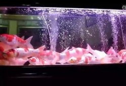 鱼缸在线观看,在线观赏水族之美